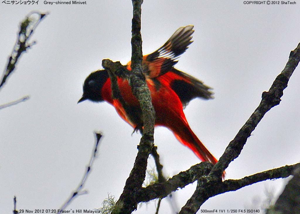 �x�j�T���V���E�N�C