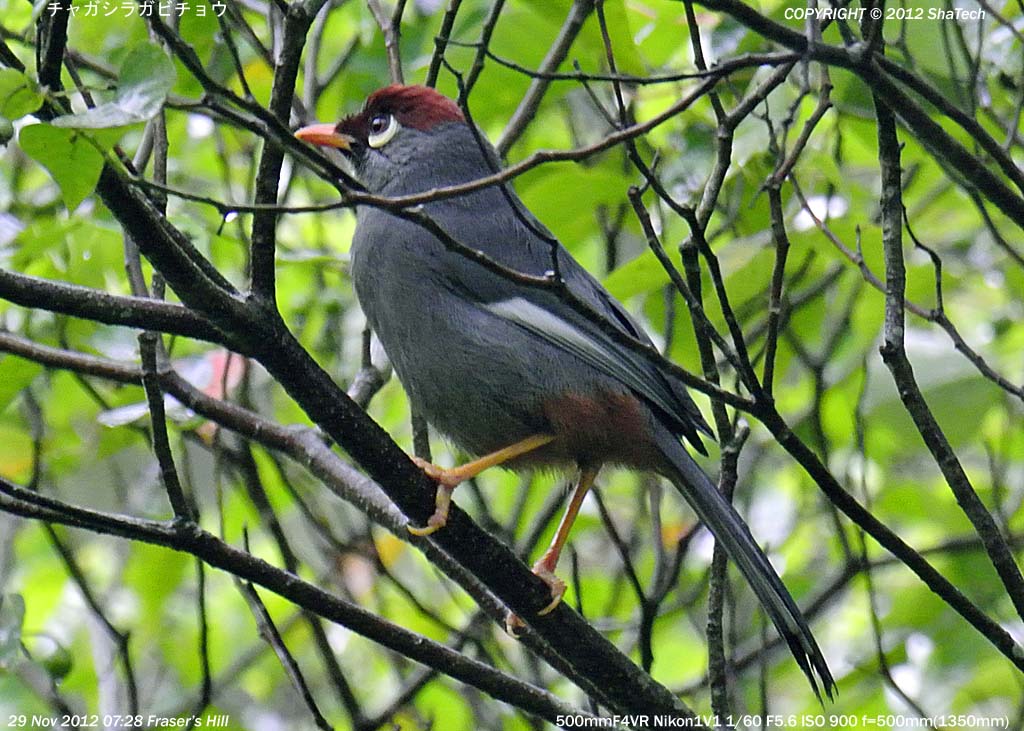チャガシラガビチョウ/Garrulax mitratus/Chestnutcapped Laughingthrush