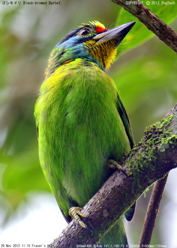 �S�V�L�h��