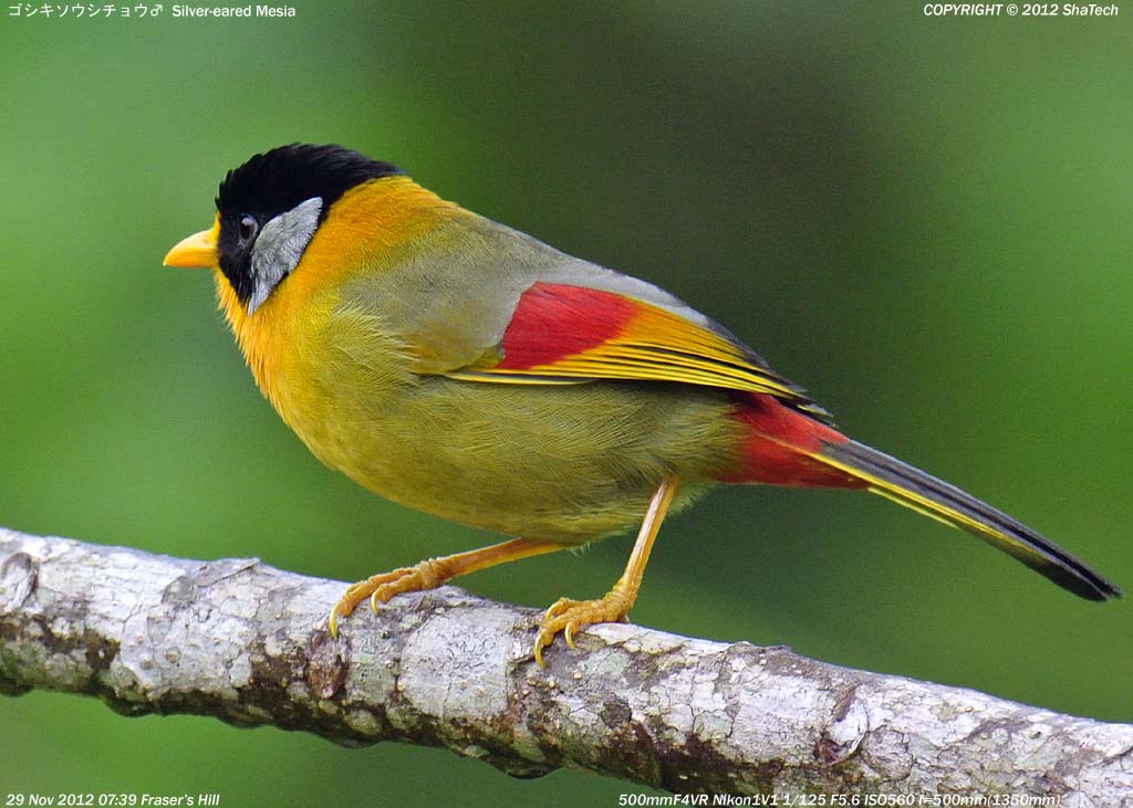 �S�V�L�\�E�V�`���E