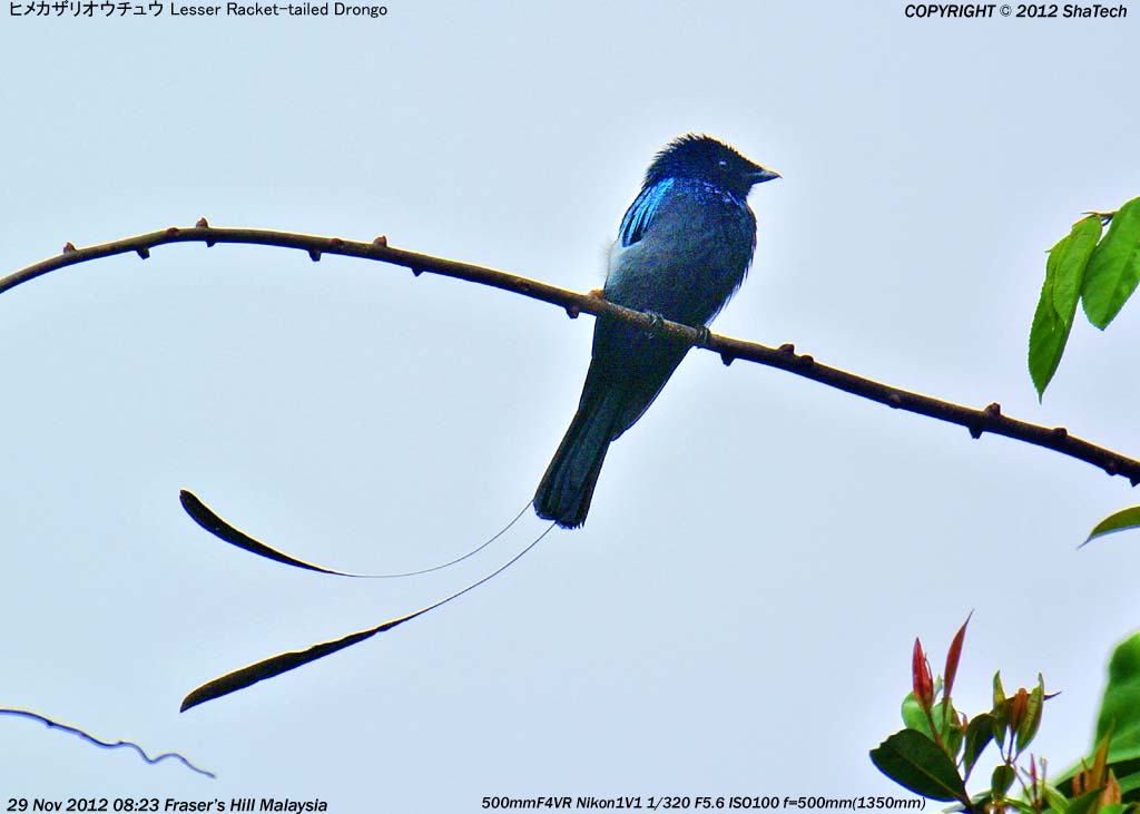 �q���J�U���I�E�`���E