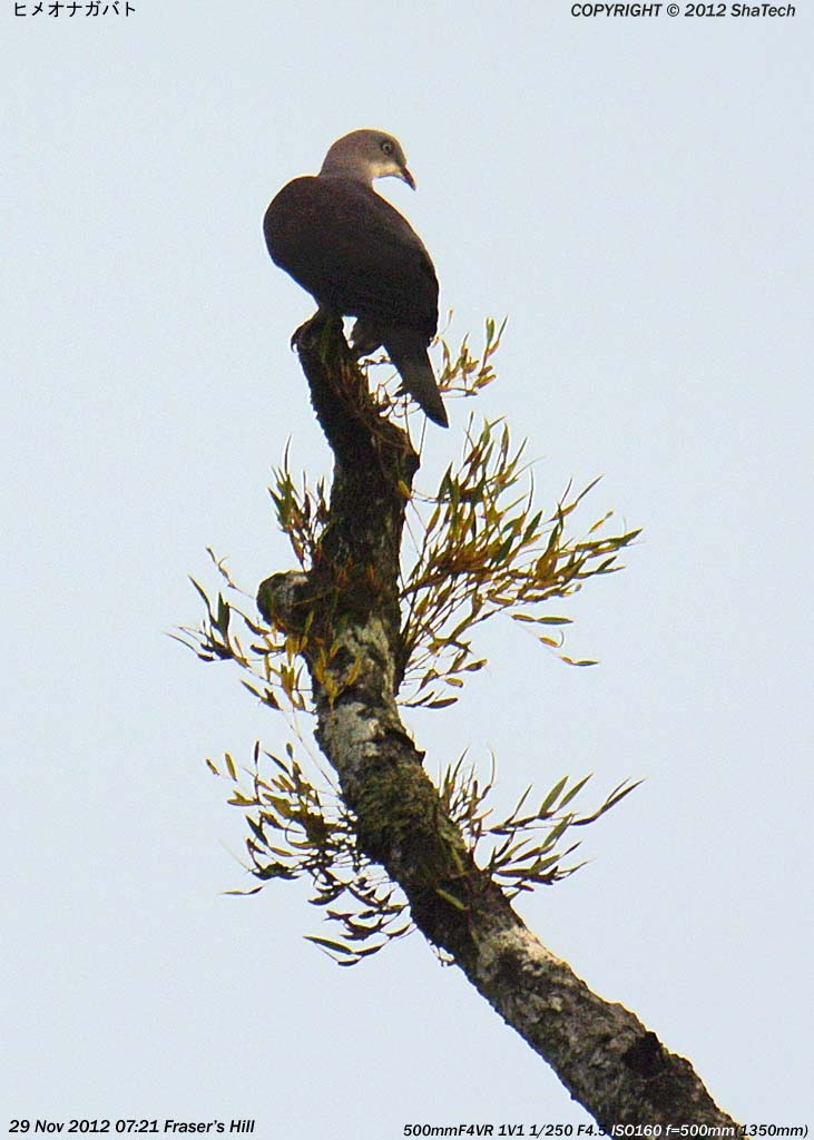 �q���I�i�K�o�g