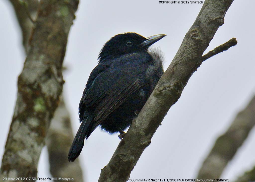 �q���l�X�~�S����