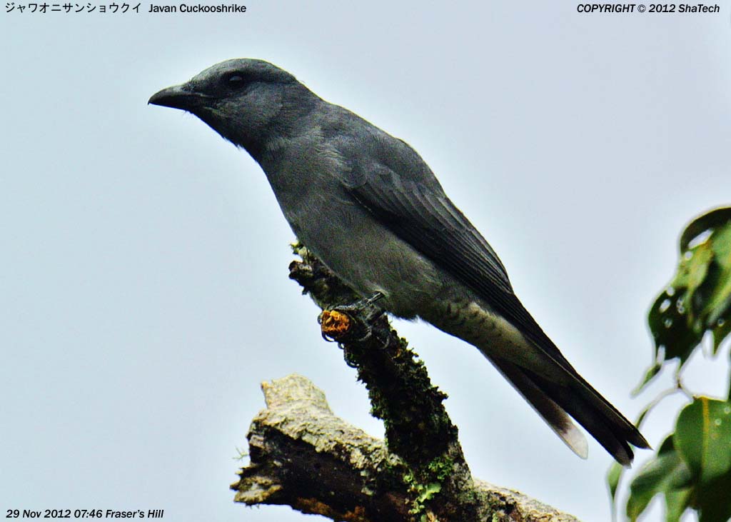 �W�����I�j�T���V���E�N�C