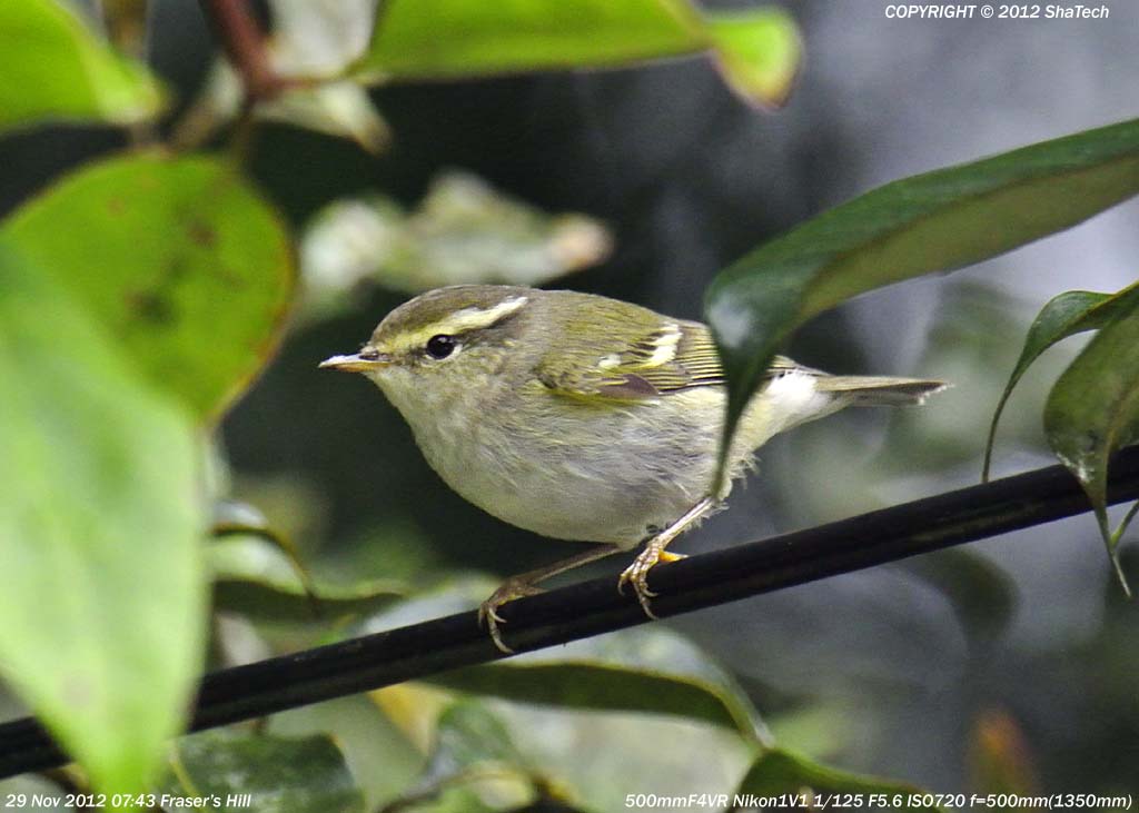 �L�}�����V�N�C