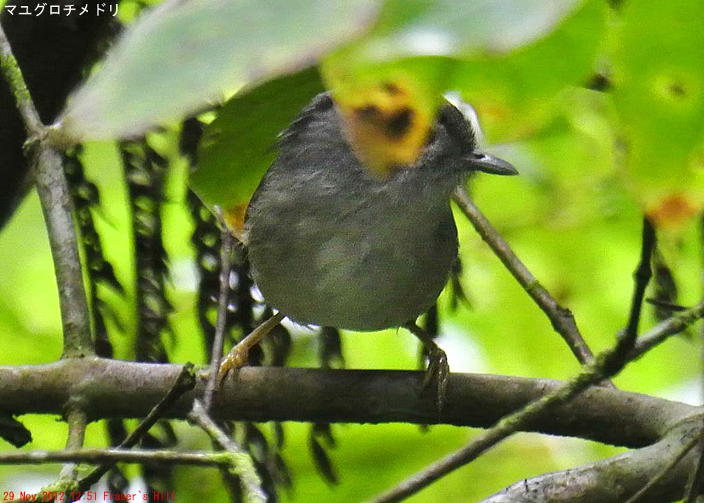 �}���O���`���h��