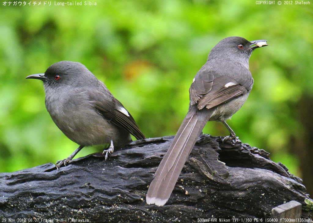 �I�i�K�E�^�C�`���h��