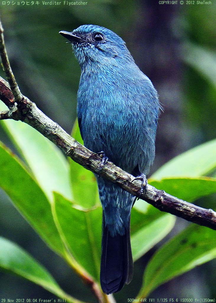 ���N�V���E�q�^�L