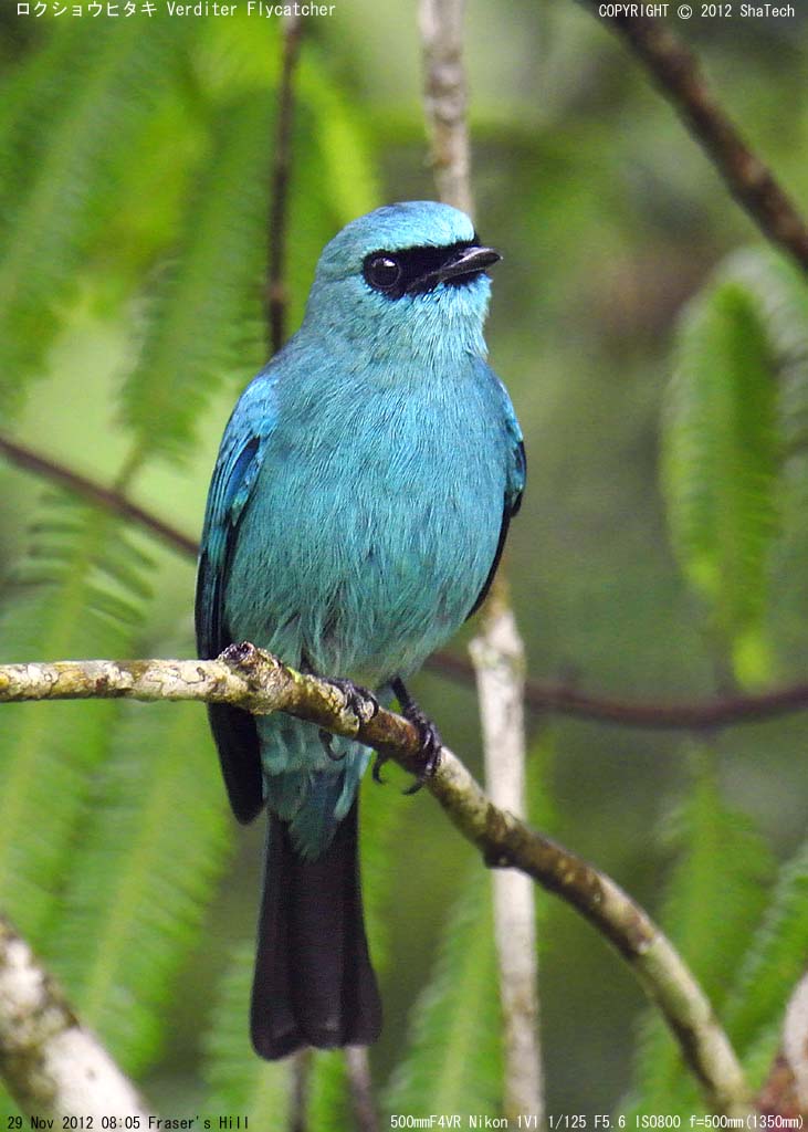 ���N�V���E�q�^�L