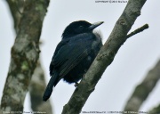 �q���l�X�~�S����