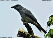 �W�����I�j�T���V���E�N�C