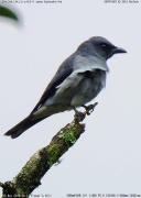 �W�����I�j�T���V���E�N�C