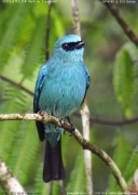 ���N�V���E�q�^�L