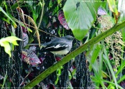 �V�L�`���E