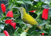 �^�e�W�}�N���J���h��