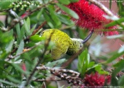 �^�e�W�}�N���J���h��