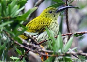 �^�e�W�}�N���J���h��