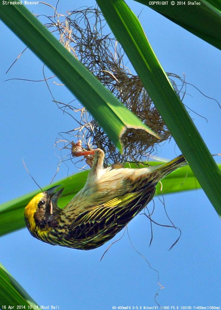 �R�E���E�W���N