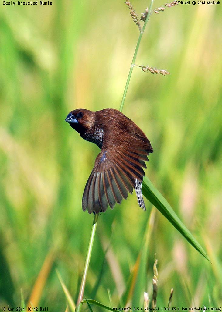 �V�}�L���p��