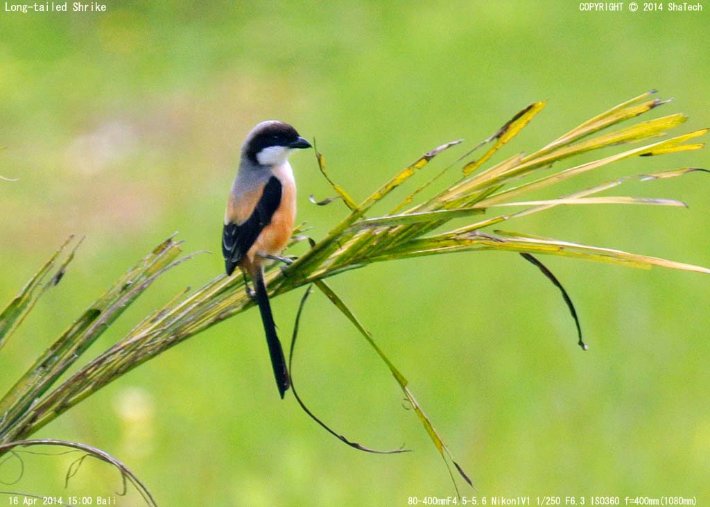 �^�J�T�S���Y