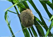 コウヨウジャクの巣