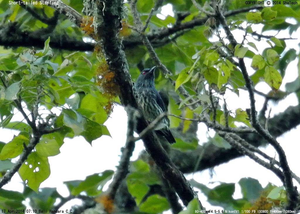 �R�~�h���J���X���h�L