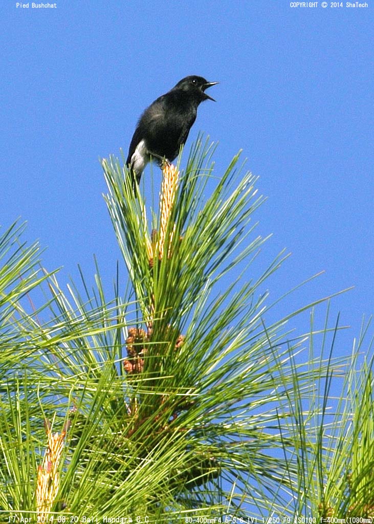 �N���m�r�^�L