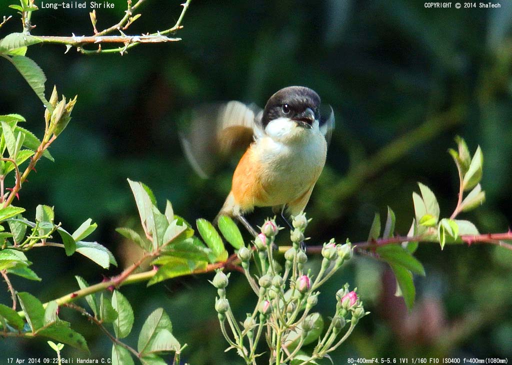 �^�J�T�S���Y