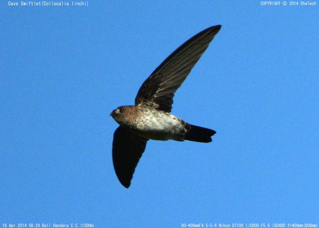 �h�E�N�c�A�i�c�o��