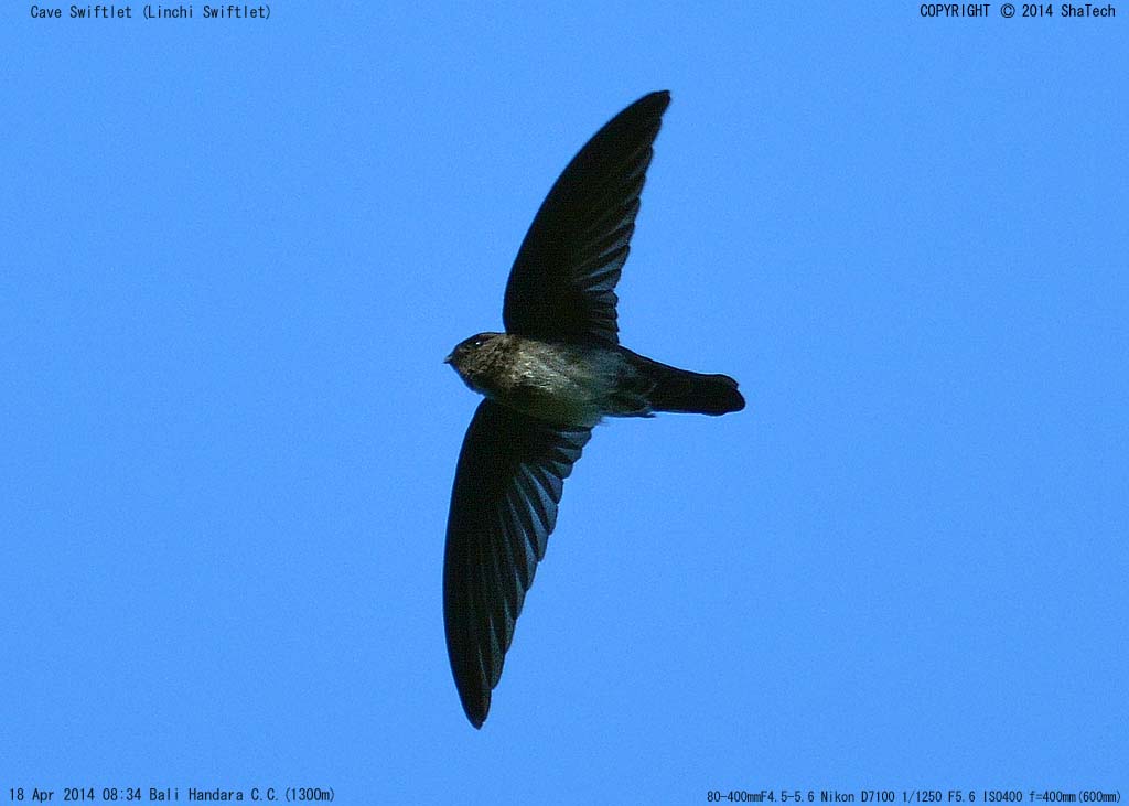 �h�E�N�c�A�i�c�o��