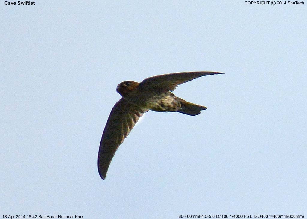 �h�E�N�c�A�i�c�o��