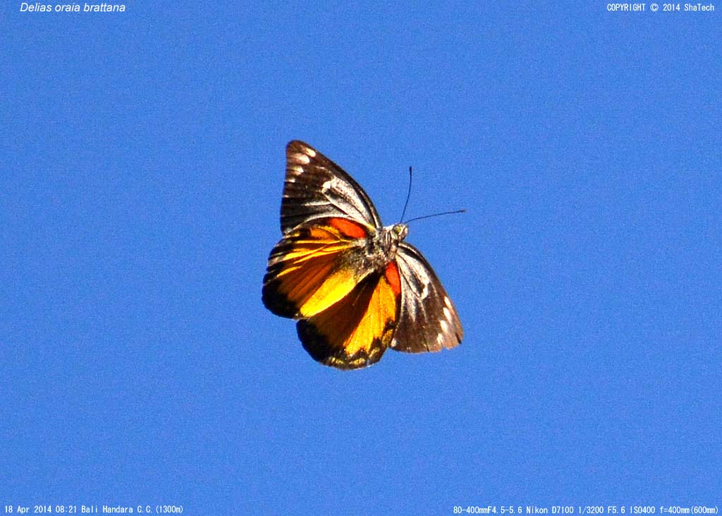 �I���C�A�J�U���V���`���E