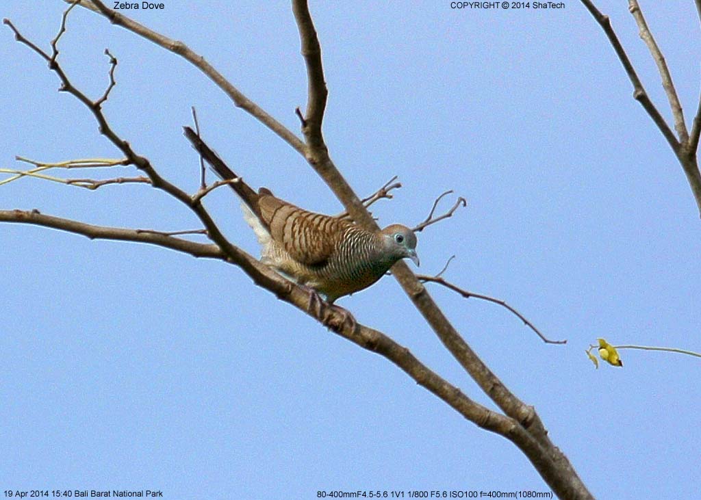 �`���E�V���E�o�g