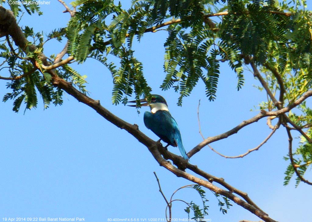 �i�����E�V���E�r��