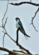 カンムリアマツバメ