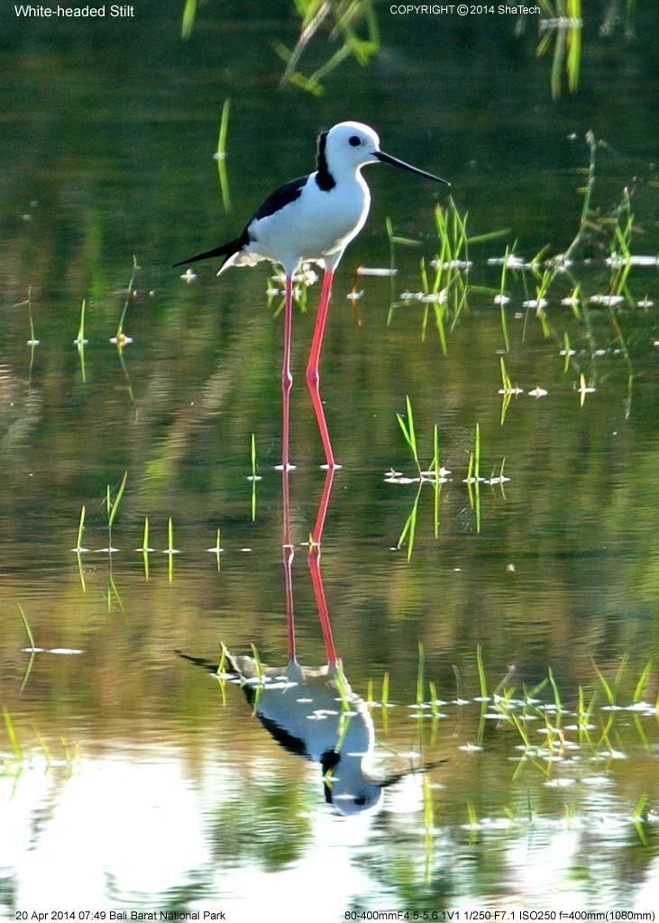 �I�[�X�g�����A�Z�C�^�J�V�M