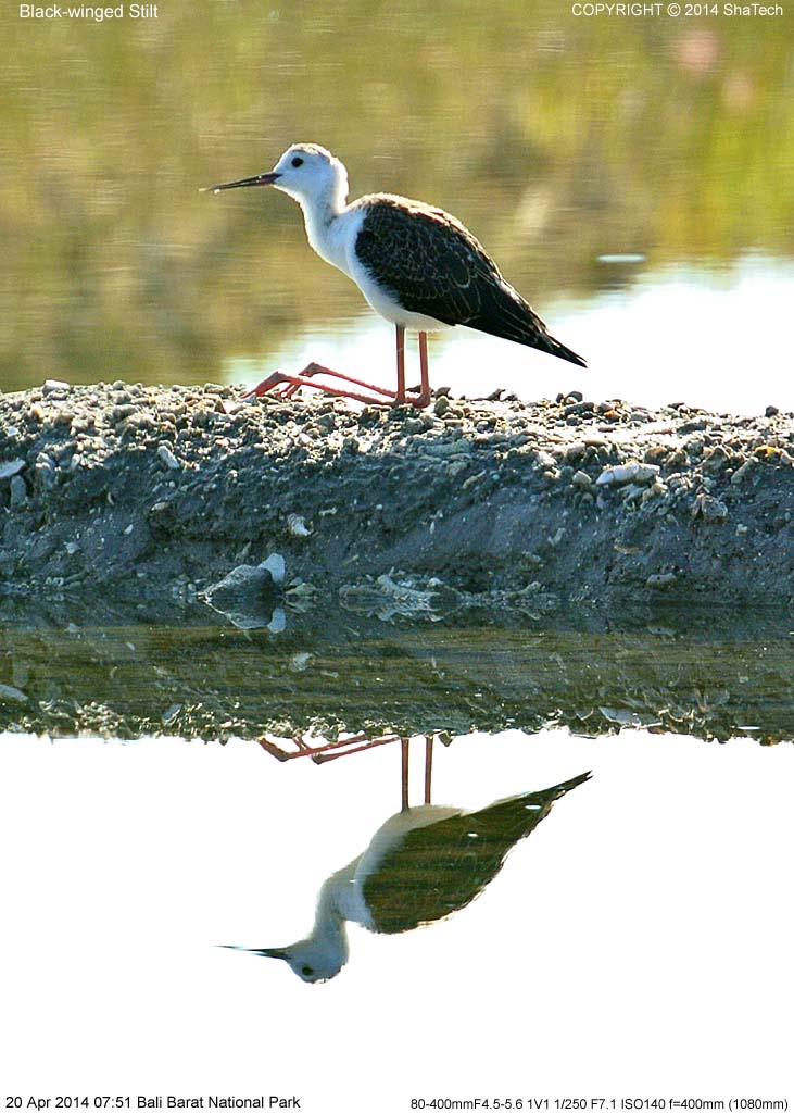 �Z�C�^�J�V�M