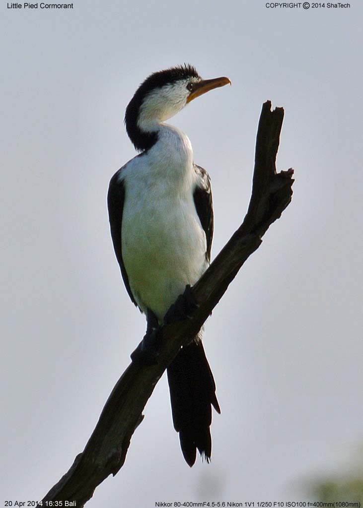 �V���n���R�r�g�E