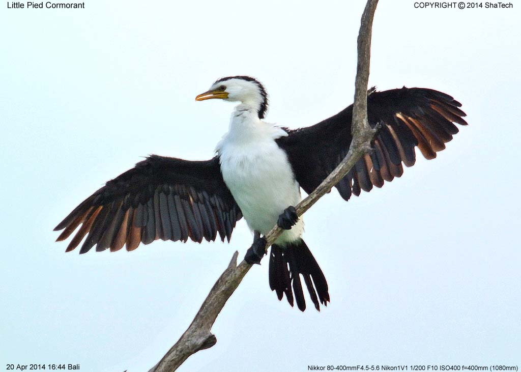 �V���n���R�r�g�E